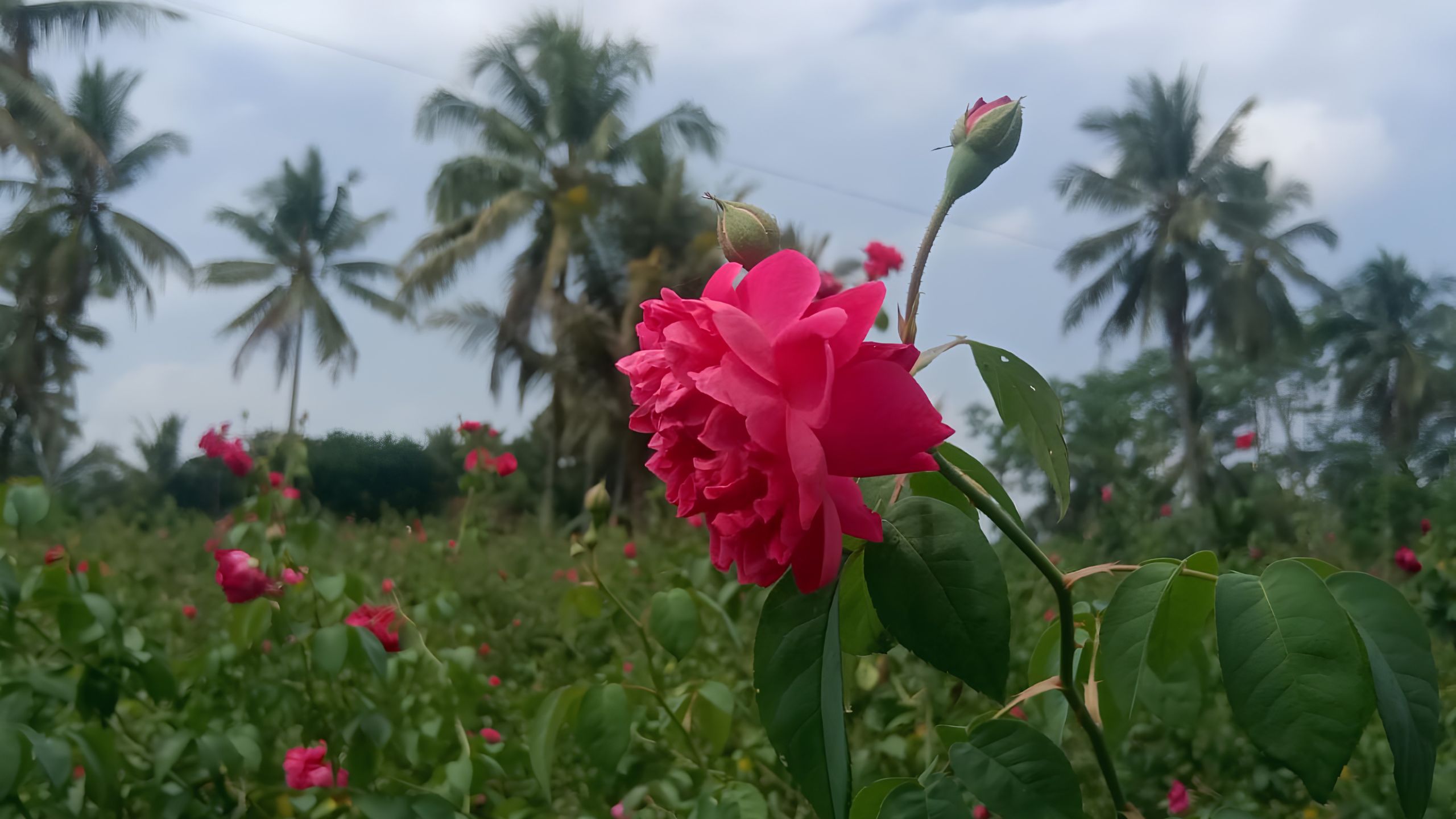 Inovasi Menjadi Kunci Keberhasilan UMKM