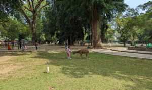 Menjelajahi Taman Balekambang Solo, Destinasi Hijau dengan Beragam Aktivitas Menarik